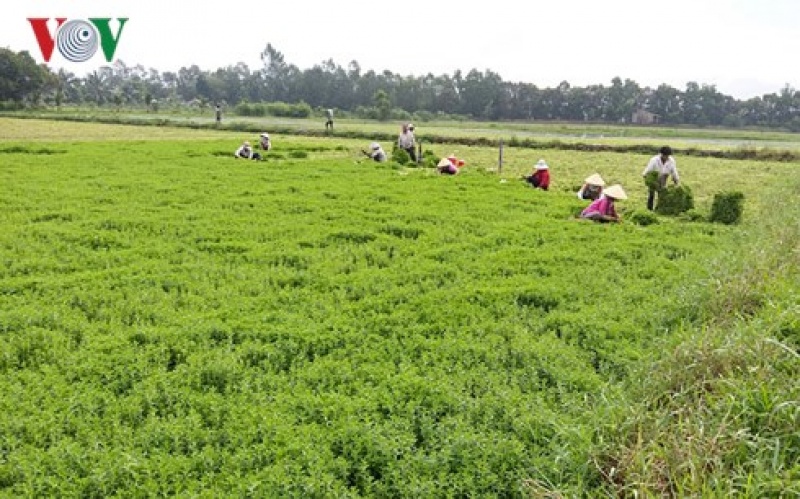 Tiền Giang chủ động hơn 10.000 ha rau màu phục vụ Tết cổ truyền