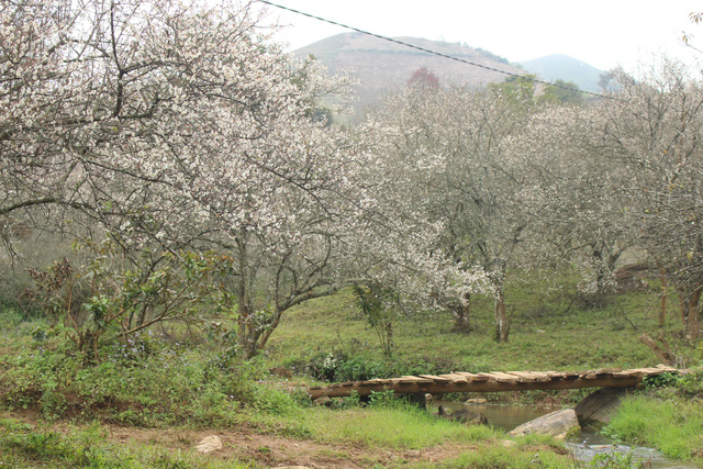 lac vao thien duong mua mo trang o moc chau