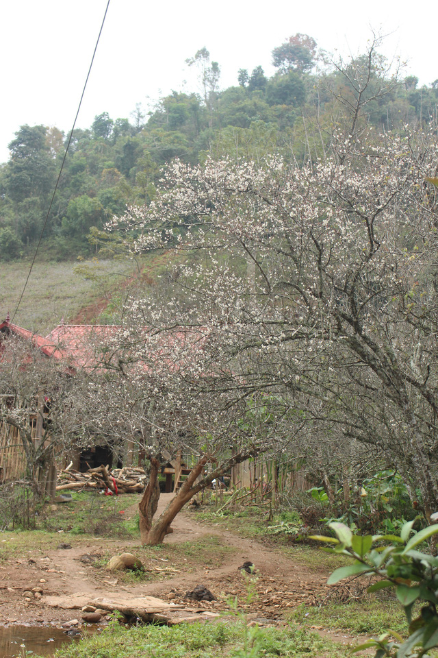 lac vao thien duong mua mo trang o moc chau