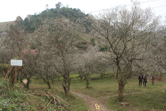 lac vao thien duong mua mo trang o moc chau