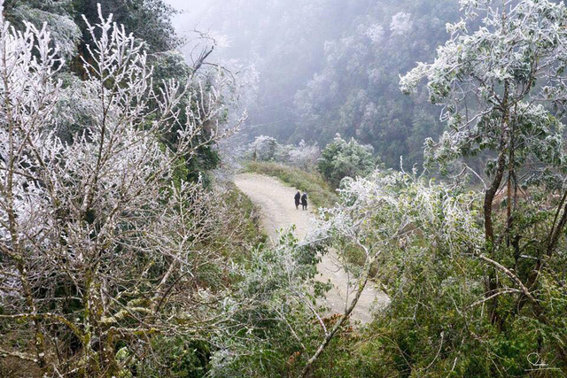 sung so voi canh bang tuyet trang xoa tai mu cang chai