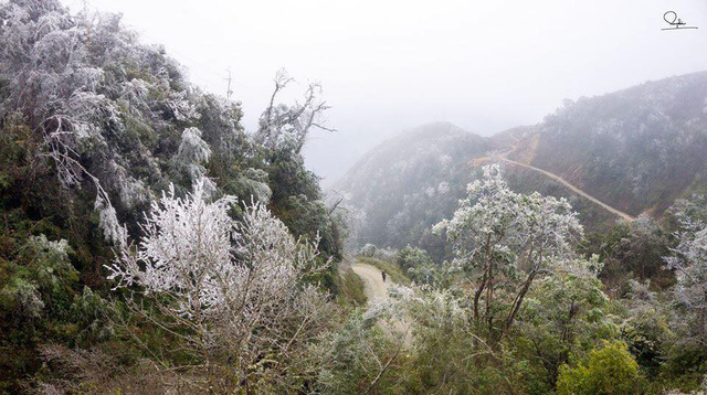 sung so voi canh bang tuyet trang xoa tai mu cang chai