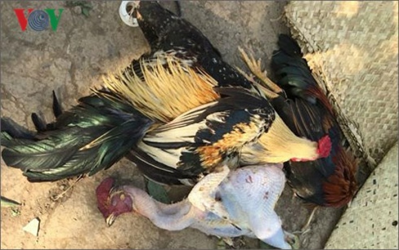 bat giu 36 doi tuong da ga an tien o tien giang