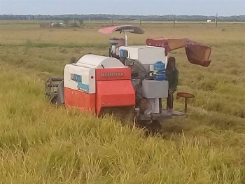 Gắn phong trào SXKD giỏi với xây dựng NTM