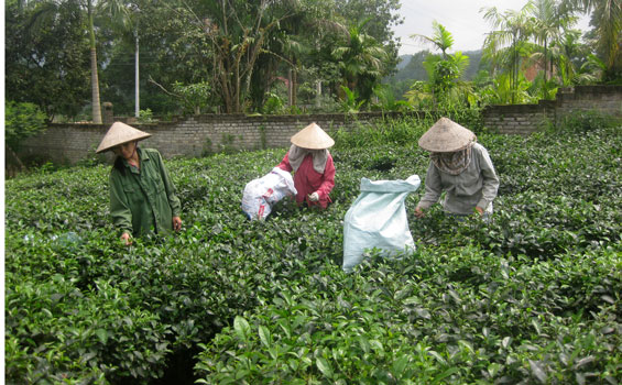 nang cao gia tri kinh te cua cay che