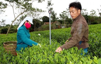 Nâng cao giá trị sản phẩm chè ở Đồng Hỷ