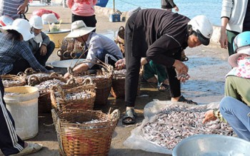 Thành lập khu bảo tồn biển Lý Sơn: Cần tạo sinh kế cho người dân