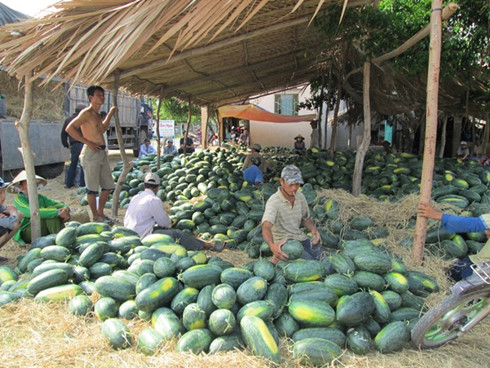 dua hau rot gia tham chi con 10000 dong3 kg