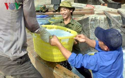 bong benh nghe vot vang trang o dao co to