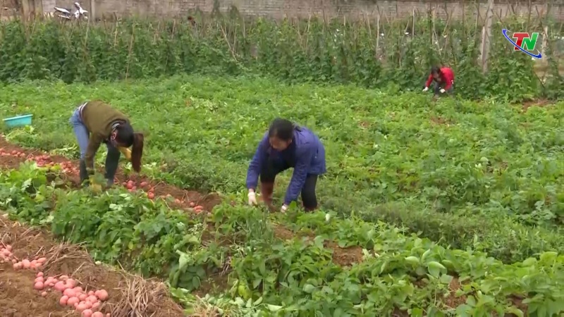 kho tieu thu vi bi tuong lam la khoai tay trung quoc