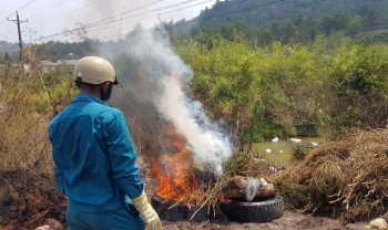 Thu gom, tiêu hủy hàng trăm xác con heo bệnh bị vứt dưới suối