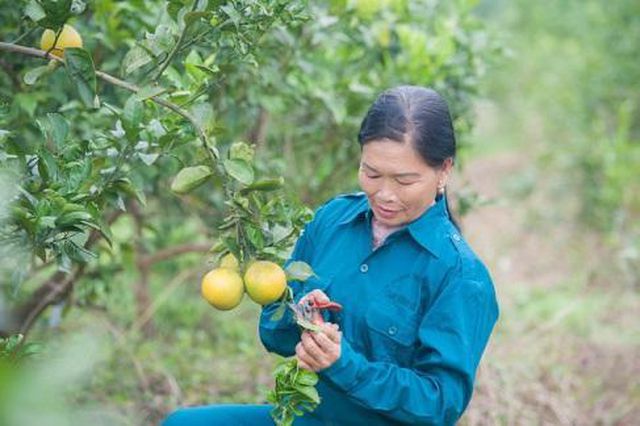 doanh nghiep cam tien phong ket noi voi cac ho nong dan tai nghe an