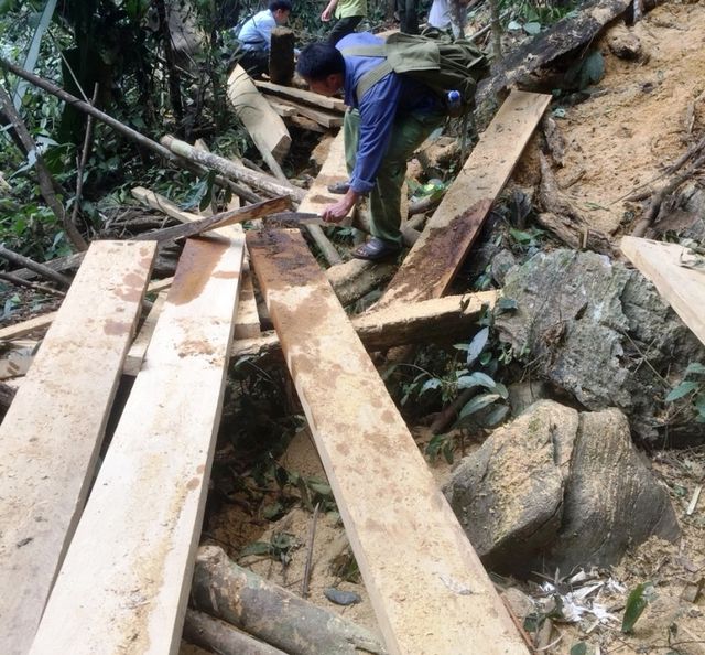 rung ua mau trong khu bao ton thien nhien o hoa binh