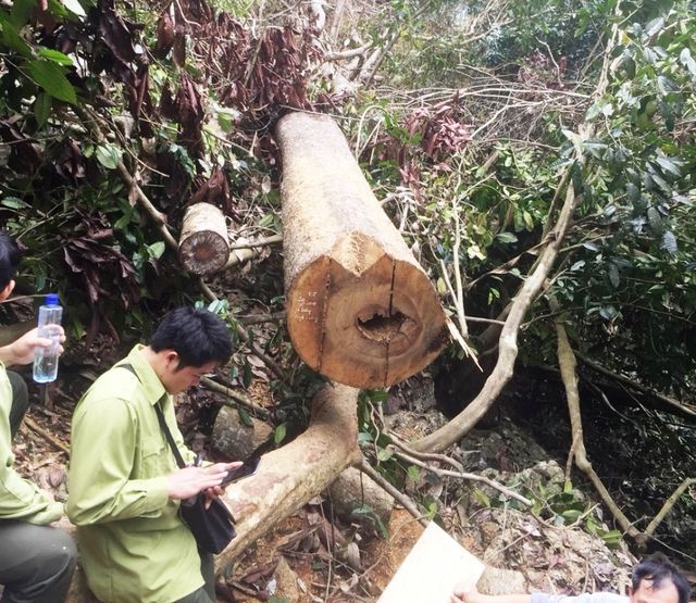 rung ua mau trong khu bao ton thien nhien o hoa binh