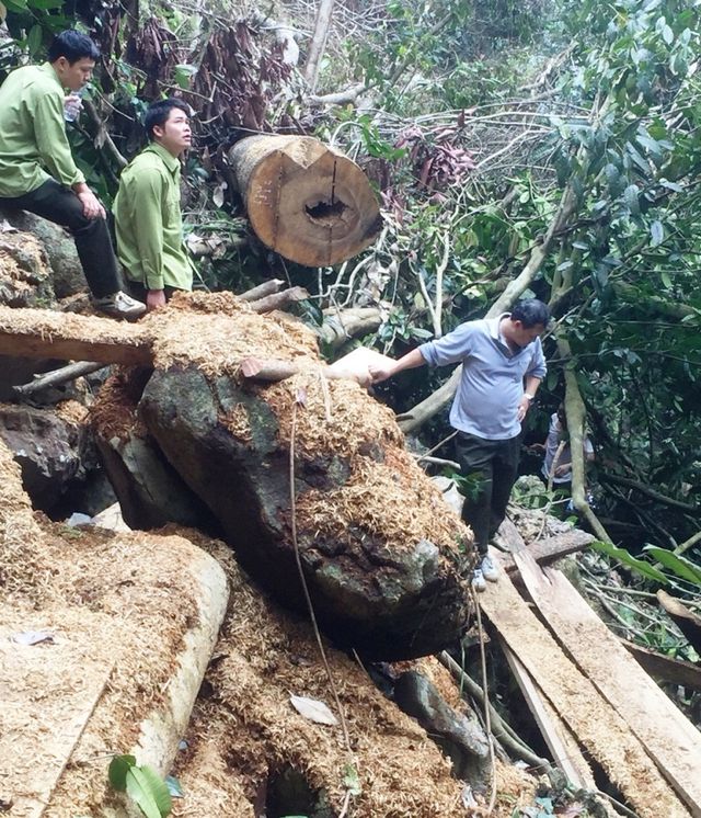 rung ua mau trong khu bao ton thien nhien o hoa binh