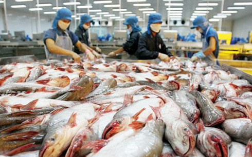 Cá tra Việt Nam xuất sang Mỹ sắp trở lại với tên gọi 'catfish'