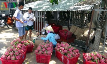 Mở rộng tiêu thụ thanh long: Không thể bỏ qua thị trường nội địa