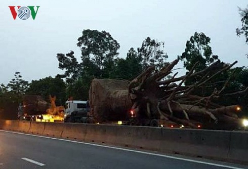 Bị phạt 82 triệu đồng, chủ phương tiện bỏ lại 3 cây cổ thụ “khủng” bi phat 82 trieu dong chu phuong tien bo lai 3 cay co thu khung