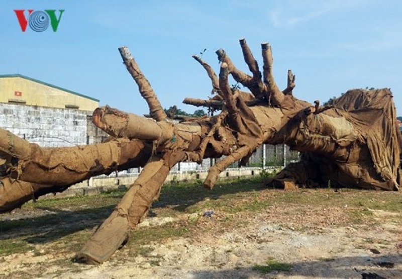 Bị phạt 82 triệu đồng, chủ phương tiện bỏ lại 3 cây cổ thụ “khủng”