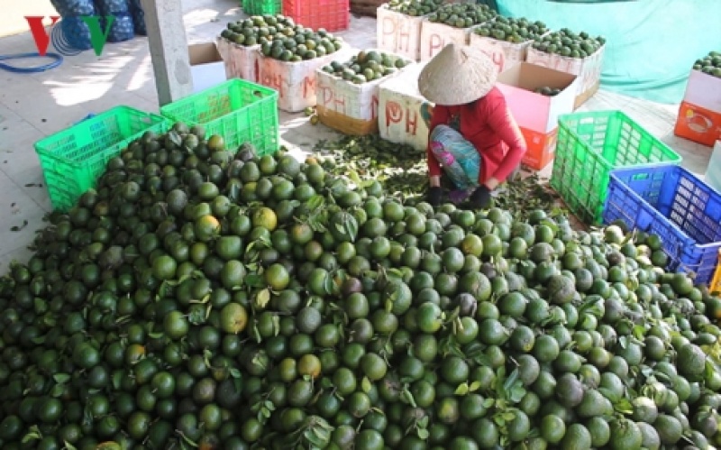 Giá cam sành trái vụ ở đồng bằng sông Cửu Long tiếp tục giảm mạnh