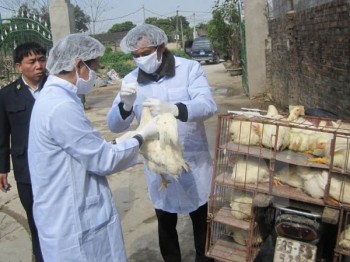 Xuất hiện ổ dịch cúm gia cầm H5N1 mới tại tỉnh Quảng Ninh