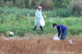 Bùng phát dịch cúm gia cầm H5N1 với số lượng lớn