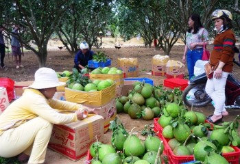 Bình Định tập trung phát triển sản xuất, nâng cao thu nhập