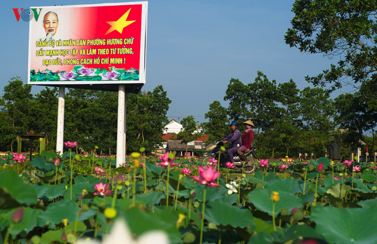 lung linh sac sen hong xu hue