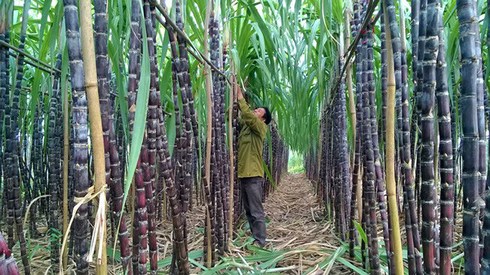 Ngành mía đường lao đao vì tồn kho và đường lậu