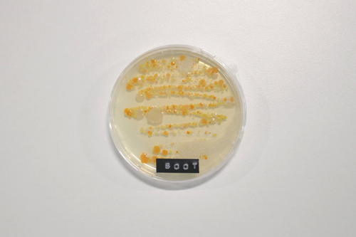 Những vị trí bẩn nhất trên ôtô ít người để ý nhung vi tri ban nhat tren oto it nguoi de y