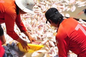 Truy tìm nguyên nhân hàng nghìn tấn cá bè chết đồng loạt