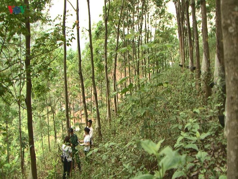 10 năm trồng cao su, nhiều người dân Sơn La “vỡ mộng” vì thất thu 10 nam trong cao su nhieu nguoi dan son la vo mong vi that thu