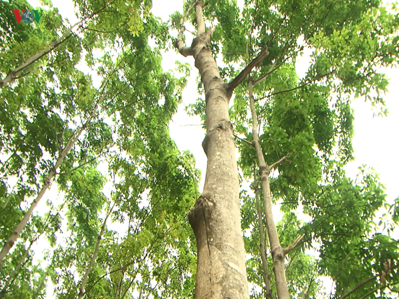 10 năm trồng cao su, nhiều người dân Sơn La “vỡ mộng” vì thất thu 10 nam trong cao su nhieu nguoi dan son la vo mong vi that thu