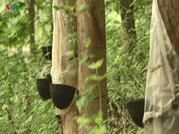 10 năm trồng cao su, nhiều người dân Sơn La “vỡ mộng” vì thất thu