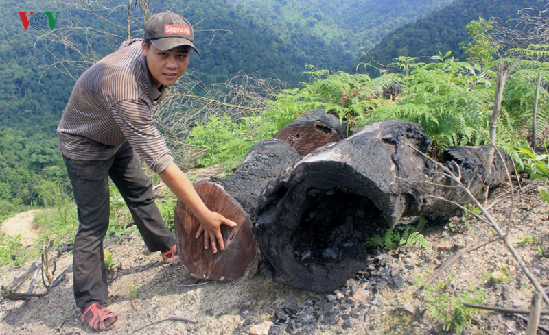 can lam trong sach luc luong bao ve rung o quang binh