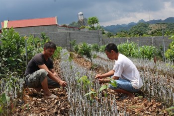 Phát triển nông nghiệp sạch, nâng cao thu nhập