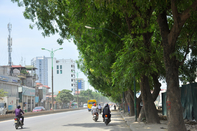 ha noi se chat ha di chuyen 1300 cay xanh de mo duong