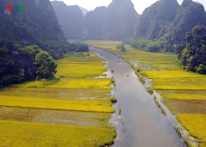 anh ve dep mua lua chin o vinh ha long tren can