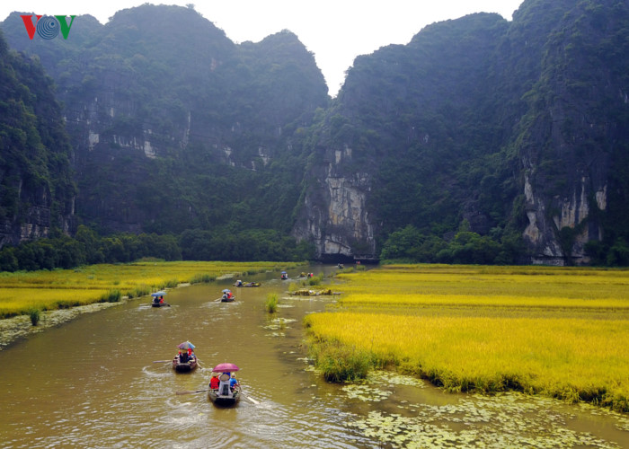 anh ve dep mua lua chin o vinh ha long tren can