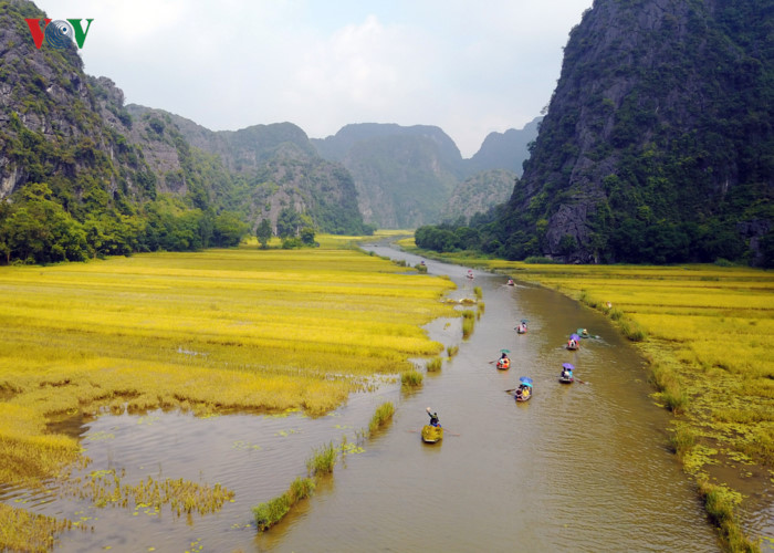 anh ve dep mua lua chin o vinh ha long tren can