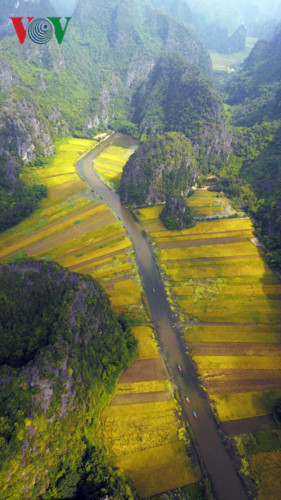 anh ve dep mua lua chin o vinh ha long tren can