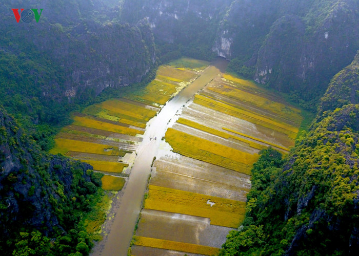 anh ve dep mua lua chin o vinh ha long tren can