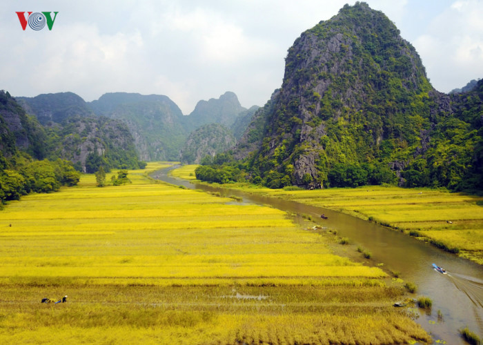 anh ve dep mua lua chin o vinh ha long tren can