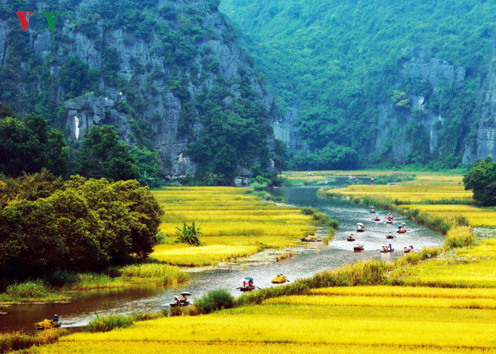 anh ve dep mua lua chin o vinh ha long tren can