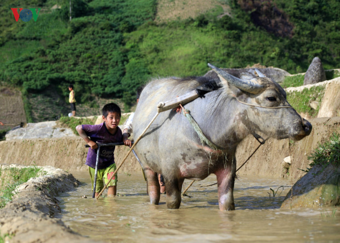 can canh mu cang chai dep lung linh mua do nuoc