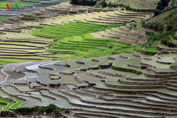 can canh mu cang chai dep lung linh mua do nuoc