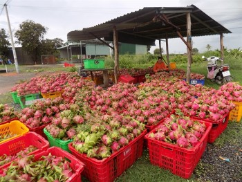 Thanh long Bình Thuận vẫn giữ giá ổn định