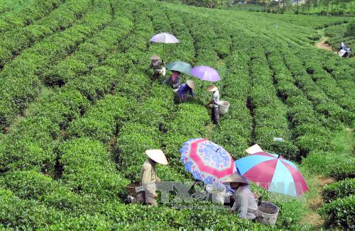 Chè Việt Nam chưa có thương hiệu riêng dù xuất khẩu đứng thứ 5 thế giới