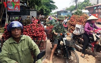 Vải thiều được mùa nhất trong 10 năm trở lại đây