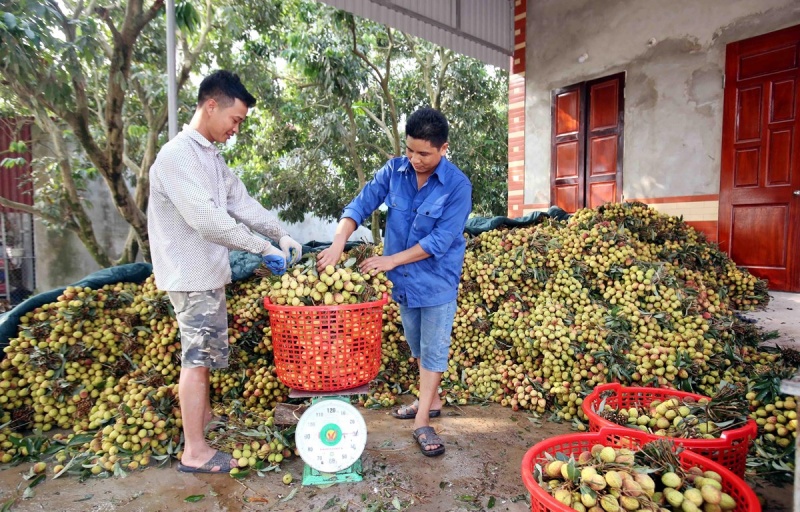 Vải lai trứng Phù Cừ được mùa, được giá, mang lại nguồn thu lớn